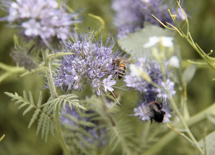 Weingut_Südtirol_Manincor_Überetsch_Kaltern am See_Biodynamie_Biodiversität