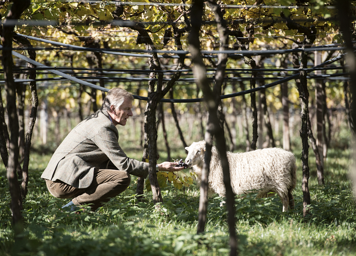 Weingut_Südtirol_Manincor_Überetsch_Kaltern am See_tierische Seele