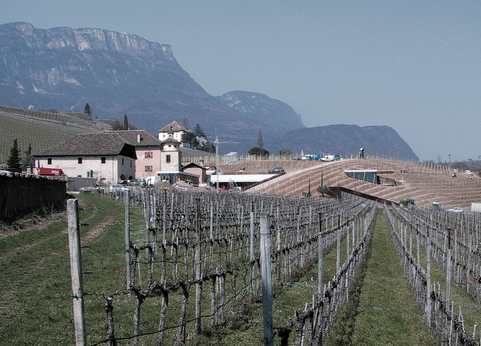 Weingut_Südtirol_Manincor_Überetsch_Kaltern am See_Neupflanzung-Manincor