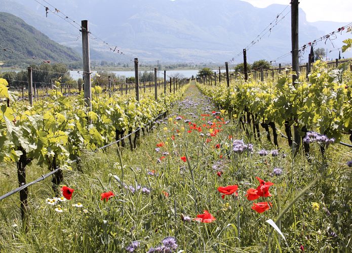 Weingut_Südtirol_Manincor_Überetsch_Kaltern am See_Biodynamie_Gründüngung