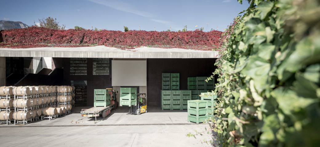 Weingut_Südtirol_Manincor_Überetsch_Kaltern am See_Traubenannahme