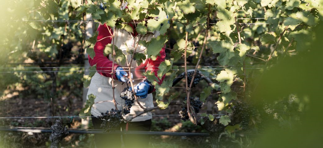 Manincor-Weingut-feine-Traube-Weine-Genuss-pur